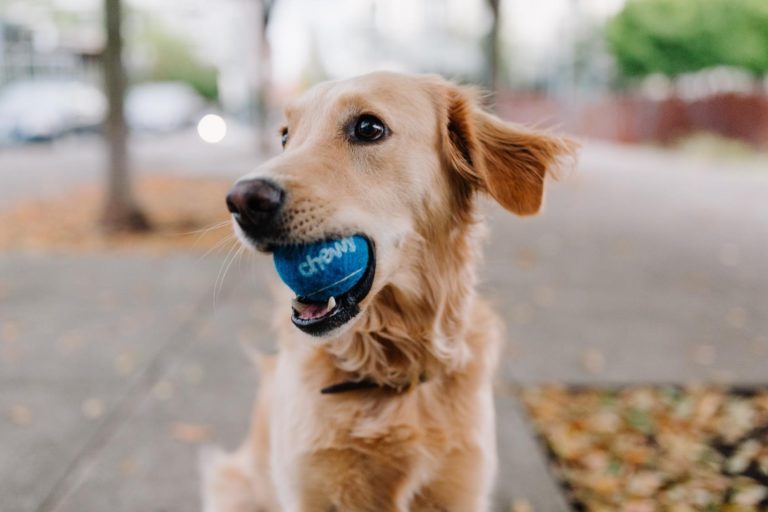 chew toys for dogs