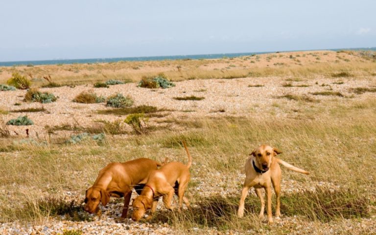 wellness visits for dogs