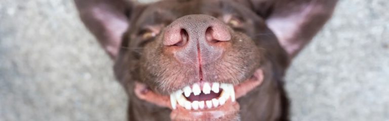 dog teeth cleaning