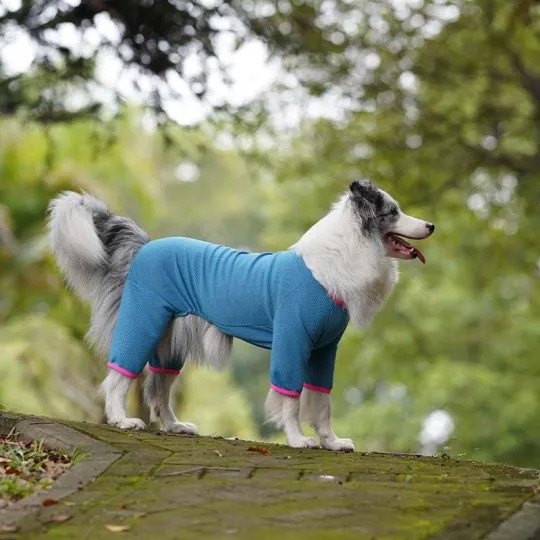 clothing for dogs