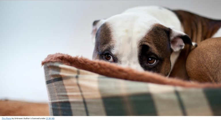 anxiety in dogs symptoms