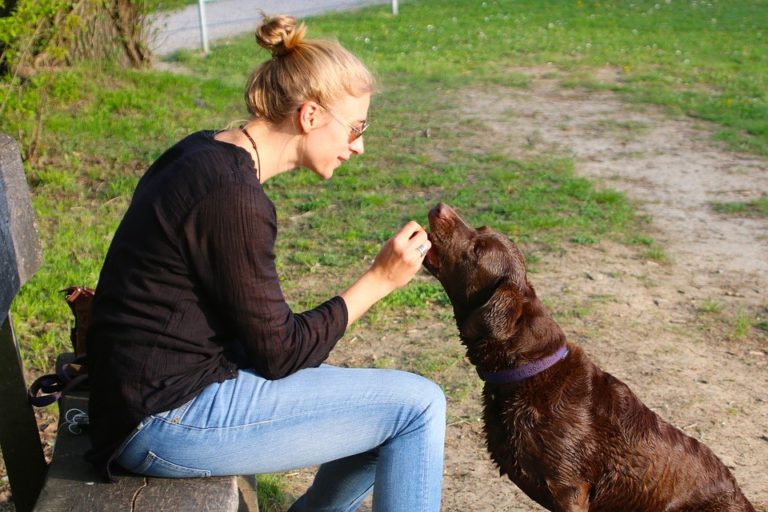 healthy treats for dogs