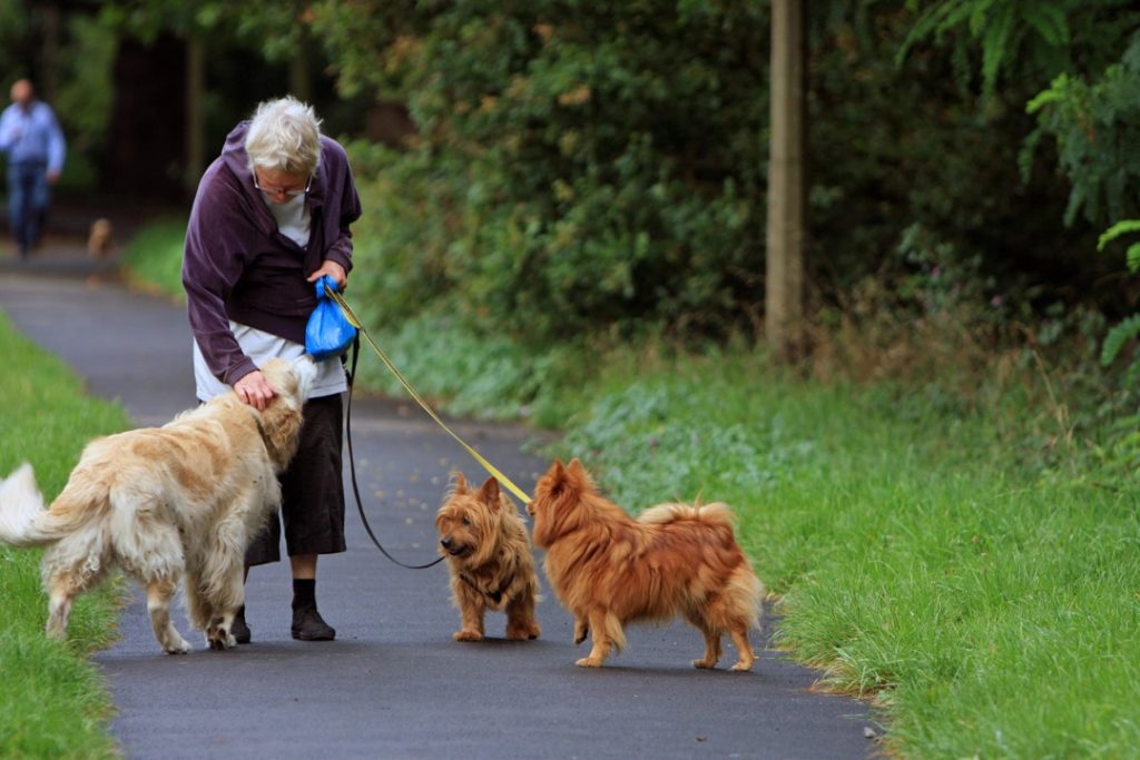 How to start a dog walking business