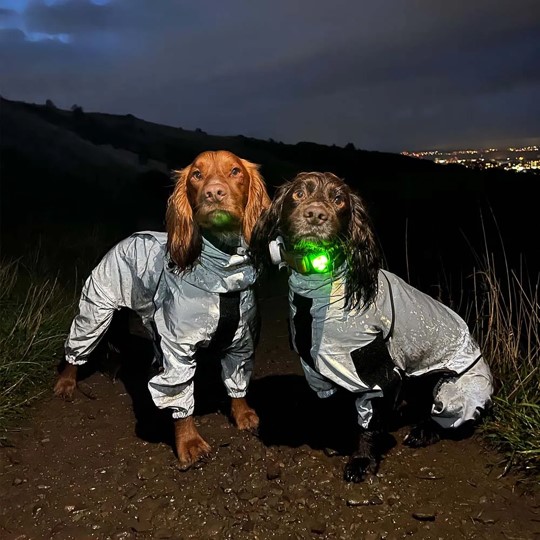 waterproof dog jacket