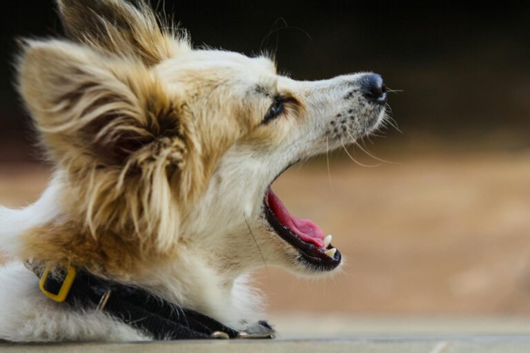 how to stop dog barking in seconds