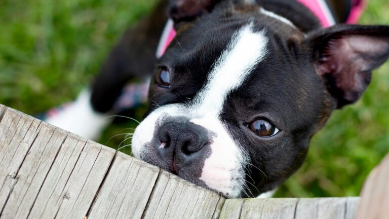 stop dog chewing, stop dog chewing furniture